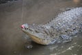 Adult dangerous crocodile in a green water