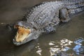 Adult Dangerous Crocodile