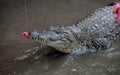 Adult Dangerous Crocodile