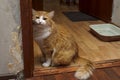 An adult daring and mischievous fluffy red cat scratches on door jamb Royalty Free Stock Photo