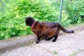 Adult dark domestic cat with collar walks outdoor, looks into green bushes, hunts for birds, concept of survive in nature, keeping Royalty Free Stock Photo