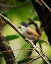 adult dark-fronted babbler perched on a tree branch