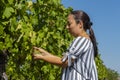 An adult dark-haired woman 40-45 years old picks bunches of grapes from a grapevine.
