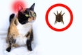 Adult dark tricolor domestic female cat sits on light plush background, enlarged ear mite in red circle, veterinary support for