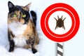 Adult dark tricolor domestic female cat sits on light plush background, enlarged ear mite in red circle, veterinary support for