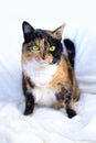 adult dark tricolor domestic female cat sits on light plush background, looks around, veterinary support for four-legged, concept