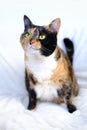 adult dark tricolor domestic female cat sits on light plush background, looks around, veterinary support for four-legged, concept