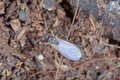 Adult of Dark-winged fungus gnat, Sciaridae on the soil. These are common pests that damage plant roots, are common pests of ornam