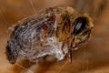 Adult Dead Honey Bee