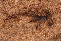 Adult Dead Male Arrowbreasted Scorpion