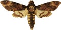 Adult Death`s-head Hawkmoth Acherontia atropos isolated on white