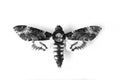 Adult Death`s-head Hawkmoth Acherontia atropos isolated on white