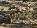 Adult deer with huge branched horns stands on the stone slope of the mountain Royalty Free Stock Photo