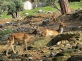 Adult deer with huge branched horns stands on the stone slope of the mountain Royalty Free Stock Photo