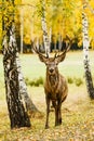 Adult deer standing in autumn forest