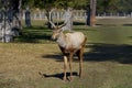 Adult deer stag