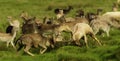 Adult deer - stags rutting to impress the females Royalty Free Stock Photo