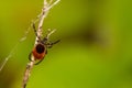 Deer Tick Questing - Ixodes scapularis Royalty Free Stock Photo