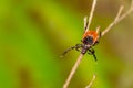 Deer Tick Questing - Ixodes scapularis Royalty Free Stock Photo