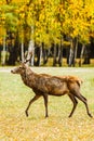Adult deer walking in golden autumn forest