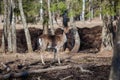 Adult deer in the woods Royalty Free Stock Photo