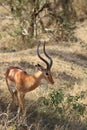 Adult delightful male of an antelope impala