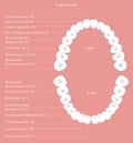 Adult dental chart