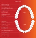 Adult dental chart