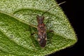 Adult Dirt-colored Seed Bug Royalty Free Stock Photo