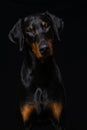 Adult doberman dog sitting on black background