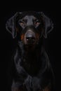 Adult doberman dog sitting on black background