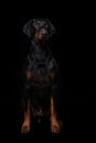 Adult doberman dog sitting on black background