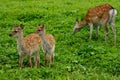 Adult Doe And Her Fawn Royalty Free Stock Photo