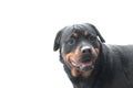 Adult dog breed Rottweiler head close-up portrait with a smiling face on white background. In profile. Royalty Free Stock Photo