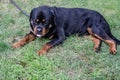 Adult dog. Breed Rottweiler. Puppies. Royalty Free Stock Photo