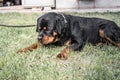 Adult dog. Breed Rottweiler. Puppies.