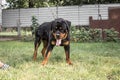 Adult dog. Breed Rottweiler. Puppies. Royalty Free Stock Photo