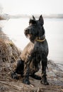 Giant schnauzer on the river bank. German breed of dogs