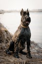 Giant schnauzer on the river bank. German thoroughbred dog