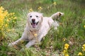 Adult dog golden labrador retriever lies on the grass among yellow flowers Royalty Free Stock Photo