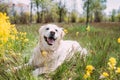 Adult dog golden labrador retriever lies on the grass among yellow flowers Royalty Free Stock Photo