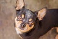 Animal, pet. An adult dog looks into the frame. Dog breed chihuahua tricolor portrait