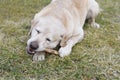 Dog gnaws a wooden stick in the grass