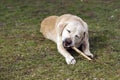 Dog gnaws a wooden stick in the grass