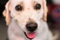 Adult dog mixed breed with a small tick on his nose at the veterinary clinic