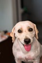 Adult dog mixed breed with a small tick on his nose at the veterinary clinic