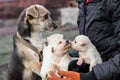 Adult dog and puppies in the hands of a man Royalty Free Stock Photo