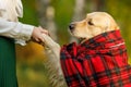 An adult dog retriever folded its paws into the girl`s hands farewell to the beloved dog Royalty Free Stock Photo