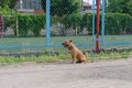 Adult Dog tied to metal fence. Brown American Staffordshire Terr