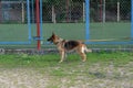 Adult Dog tied to metal fence. German Shepherd dog with collar a